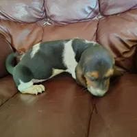 Lisa, a female Basset Hound for sale in Summersville, MO – 3 of 3