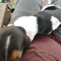 Maggie, a female Basset Hound for sale in Summersville, MO – 4 of 5