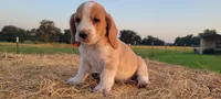 Roxy, a female Basset Hound for sale in Sulphur Springs, TX – 10 of 10