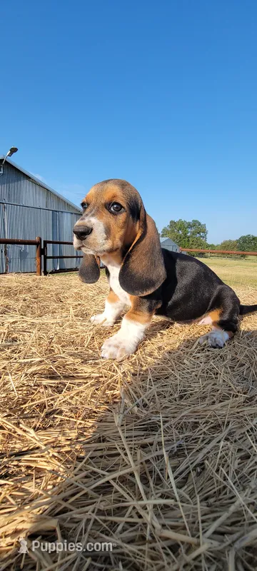 Theo – Basset Hound puppy for sale in Sulphur Springs, TX
