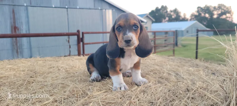 Theo – Basset Hound puppy for sale in Sulphur Springs, TX
