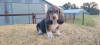 Theo, a male Basset Hound for sale in Sulphur Springs, TX – 1 of 7