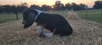 Theo, a male Basset Hound for sale in Sulphur Springs, TX – 3 of 7