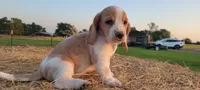 Roxy, a female Basset Hound for sale in Sulphur Springs, TX – 3 of 10