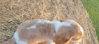 Roxy, a female Basset Hound for sale in Sulphur Springs, TX – 5 of 10