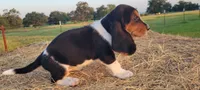 David, a male Basset Hound for sale in Sulphur Springs, TX – 5 of 8