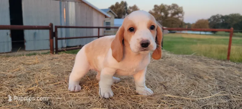 Ava – Basset Hound puppy for sale in Sulphur Springs, TX
