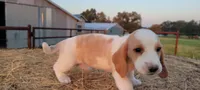 Ava, a female Basset Hound for sale in Sulphur Springs, TX – 8 of 8