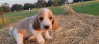 Roxy, a female Basset Hound for sale in Sulphur Springs, TX – 9 of 10