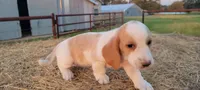 Ava, a female Basset Hound for sale in Sulphur Springs, TX – 7 of 8