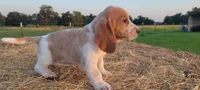 Roxy, a female Basset Hound for sale in Sulphur Springs, TX – 7 of 10