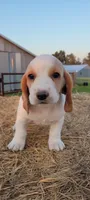 Ava, a female Basset Hound for sale in Sulphur Springs, TX – 5 of 8