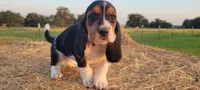 David, a male Basset Hound for sale in Sulphur Springs, TX – 3 of 8