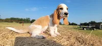 Charlie, a male Basset Hound for sale in Sulphur Springs, TX – 1 of 10
