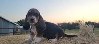 Theo, a male Basset Hound for sale in Sulphur Springs, TX – 4 of 7