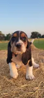 David, a male Basset Hound for sale in Sulphur Springs, TX – 2 of 8