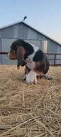 Theo, a male Basset Hound for sale in Sulphur Springs, TX – 7 of 7
