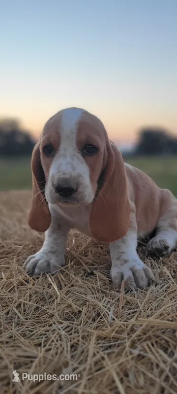 Roxy – Basset Hound puppy for sale in Sulphur Springs, TX