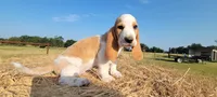 Charlie, a male Basset Hound for sale in Sulphur Springs, TX – 5 of 10