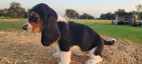 David, a male Basset Hound for sale in Sulphur Springs, TX – 4 of 8