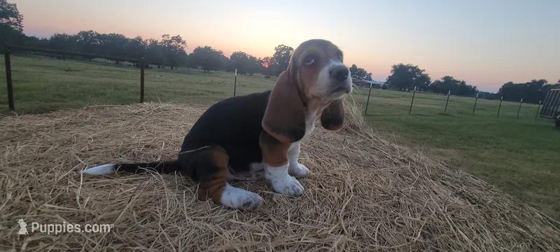 David – Basset Hound puppy for sale in Sulphur Springs, TX