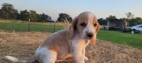 Roxy, a female Basset Hound for sale in Sulphur Springs, TX – 2 of 10