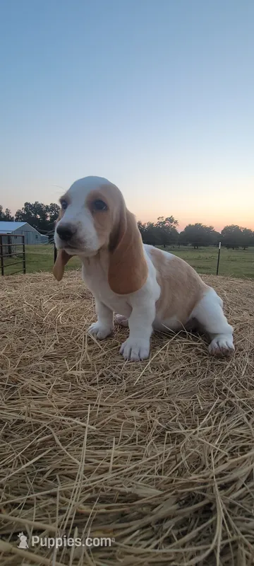 Ava – Basset Hound puppy for sale in Sulphur Springs, TX