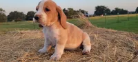 Roxy, a female Basset Hound for sale in Sulphur Springs, TX – 8 of 10