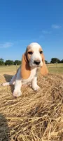 Charlie, a male Basset Hound for sale in Sulphur Springs, TX – 9 of 10