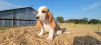 Charlie, a male Basset Hound for sale in Sulphur Springs, TX – 7 of 10
