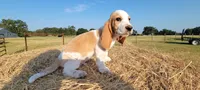 Charlie, a male Basset Hound for sale in Sulphur Springs, TX – 2 of 10