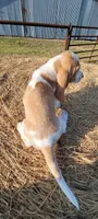 Charlie, a male Basset Hound for sale in Sulphur Springs, TX – 3 of 10