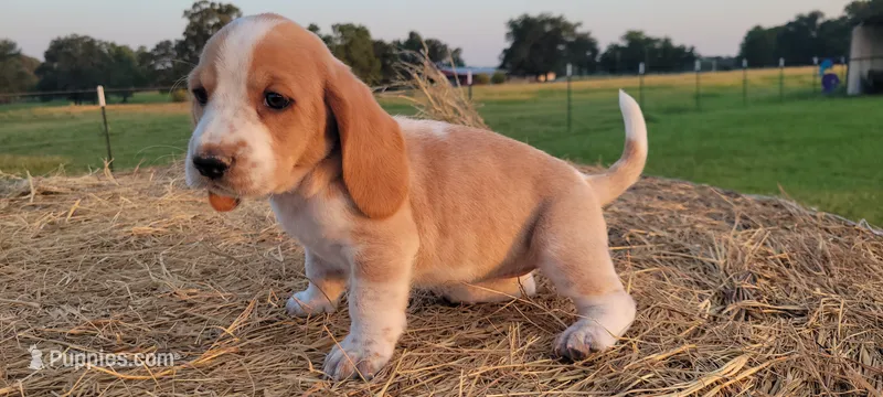 Roxy – Basset Hound puppy for sale in Sulphur Springs, TX
