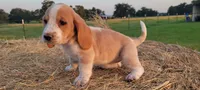 Roxy, a female Basset Hound for sale in Sulphur Springs, TX – 1 of 10