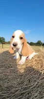 Charlie, a male Basset Hound for sale in Sulphur Springs, TX – 6 of 10