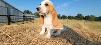 Charlie, a male Basset Hound for sale in Sulphur Springs, TX – 4 of 10