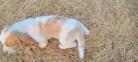 Ava, a female Basset Hound for sale in Sulphur Springs, TX – 2 of 8