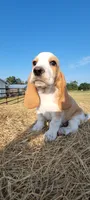 Charlie, a male Basset Hound for sale in Sulphur Springs, TX – 10 of 10