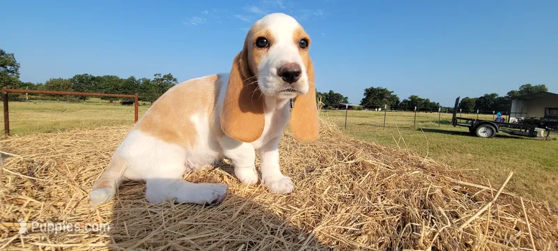 Roxy – Basset Hound puppy on hold in Sulphur Springs, TX