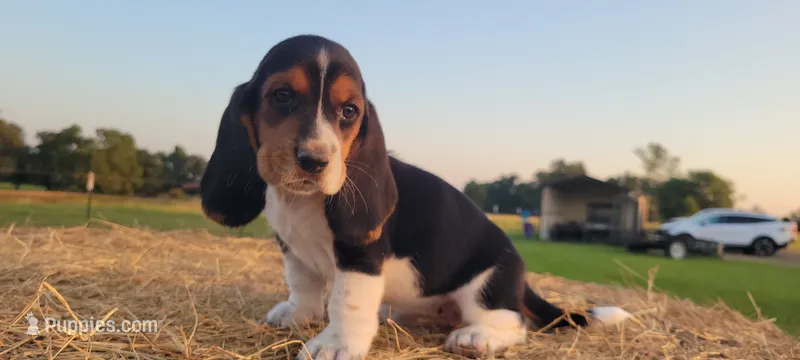 David – Basset Hound puppy for sale in Sulphur Springs, TX