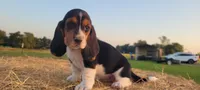 David, a male Basset Hound for sale in Sulphur Springs, TX – 1 of 8