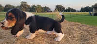 David, a male Basset Hound for sale in Sulphur Springs, TX – 6 of 8