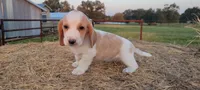 Ava, a female Basset Hound for sale in Sulphur Springs, TX – 3 of 8