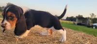 David, a male Basset Hound for sale in Sulphur Springs, TX – 8 of 8