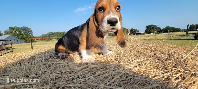 David – Basset Hound puppy for sale in Sulphur Springs, TX