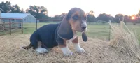 Theo, a male Basset Hound for sale in Sulphur Springs, TX – 2 of 7