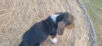 Theo, a male Basset Hound for sale in Sulphur Springs, TX – 5 of 7
