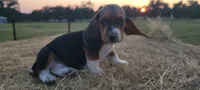 Theo, a male Basset Hound for sale in Sulphur Springs, TX – 6 of 7