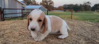 Ava, a female Basset Hound for sale in Sulphur Springs, TX – 6 of 8