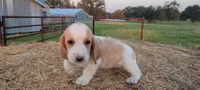 Ava, a female Basset Hound for sale in Sulphur Springs, TX – 4 of 8